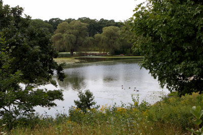 Pond in the Park