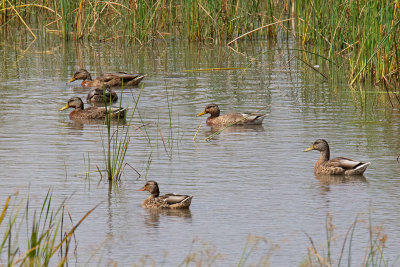 Mallard Summer