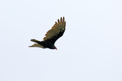 Vulture on the Wing