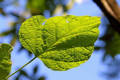 Green and Blue