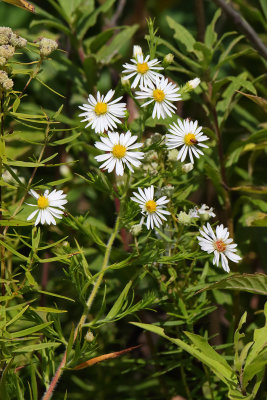 Asters in September