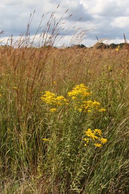 Golden Prairie