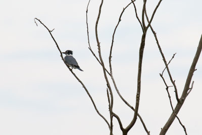 Watching Over the Creek