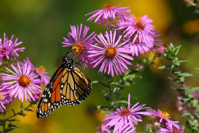 Butterfly and Asters