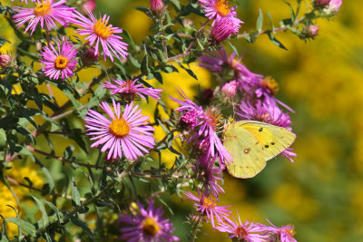 Orange and Yellow on Purple and Orange