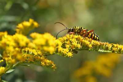 Beetle on a Goldenrod