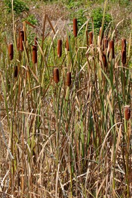 Changing Cattails