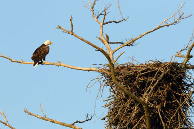 A Stop at the Nest