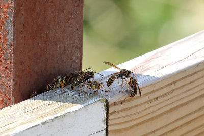 Bugs on the Bridge