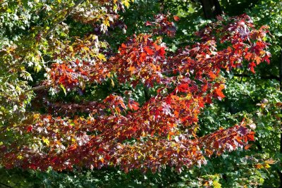 Early Colors