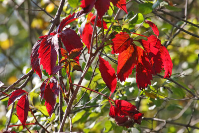 Seeing Red