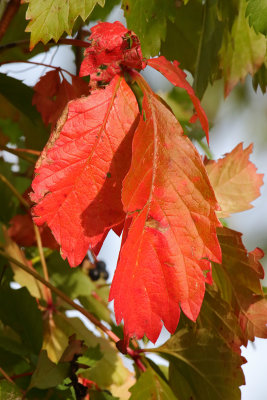 Fall Blush