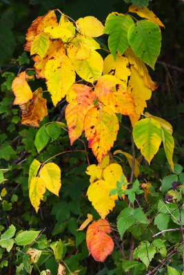 Fall Color