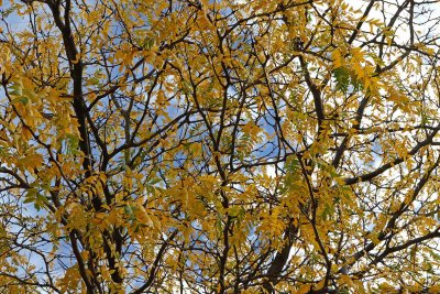 Shifting Colors