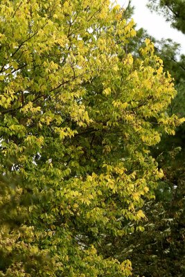 Green Going