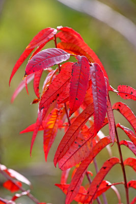 Flags of Fall