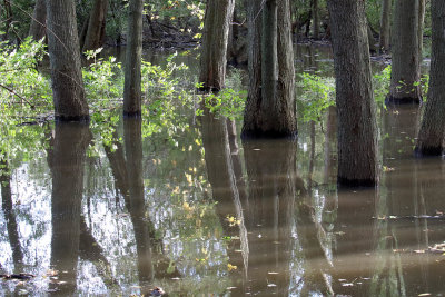 Flooded Forest