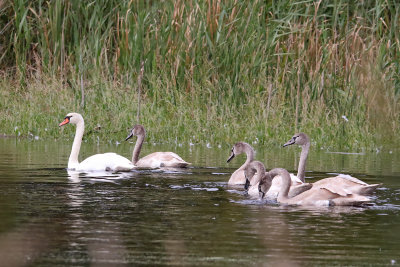 Leading the Pack