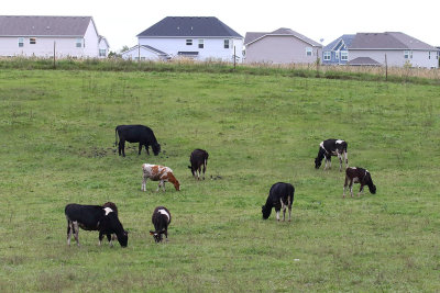 Kenyon Cows