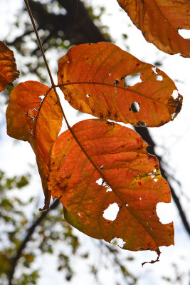 October Orange