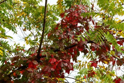 Red on the Vine