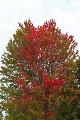 Color in the Middle