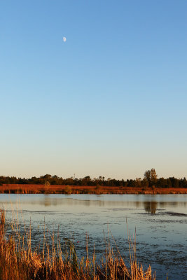 Moon Over Harrier Lake