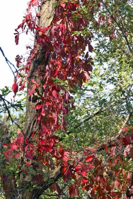 Color on the Trunk