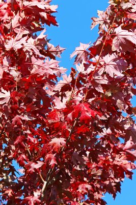 Red in the Wind