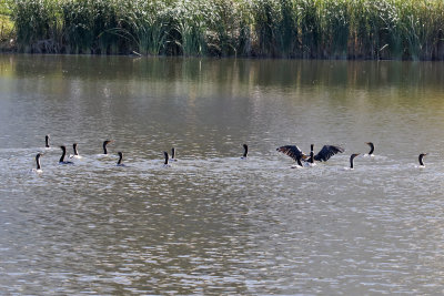 A Swim of Cormorants