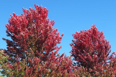 Colors of Autumn