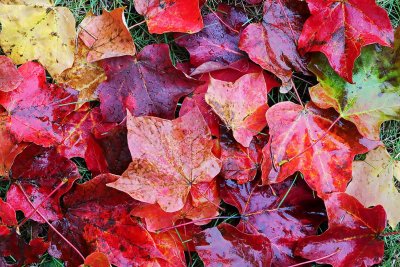 Fall Color in the Rain