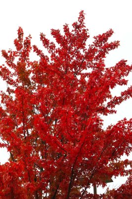 Real Red