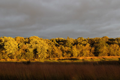 Fall Following the Rain