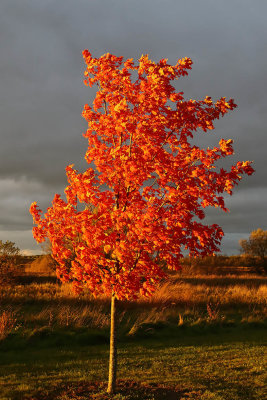 Fall Before Sunset