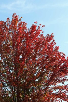 Red and Gone