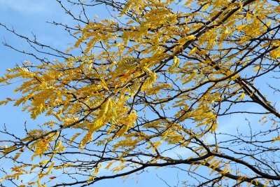 Leaves in the Breeze