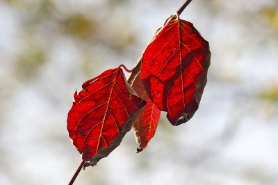 Hanging on to Fall