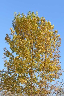 Color Cap