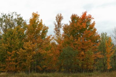 Fall Color Stand