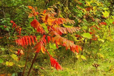 Simmering Sumac