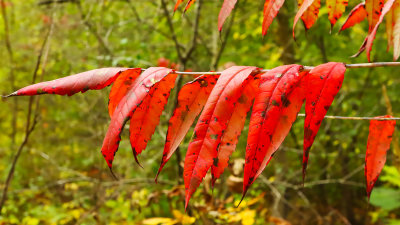 Pointing Towards Autumn