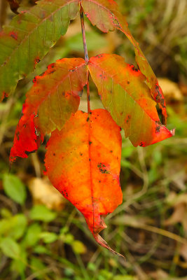 Landed on Leaf