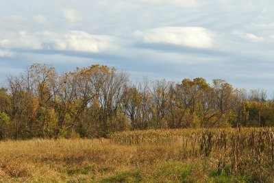 Fall at a Forest Presreve