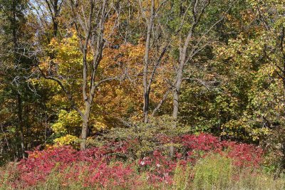Color at Coral