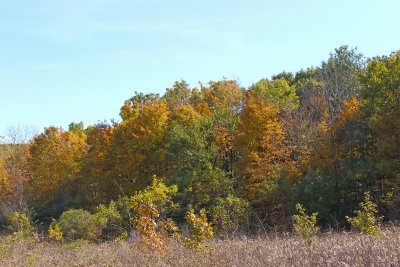 Tan Trees