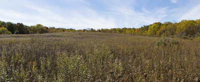 Fall at Coral