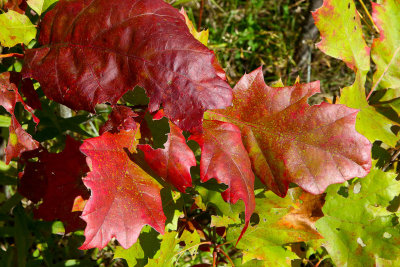 October Oaks