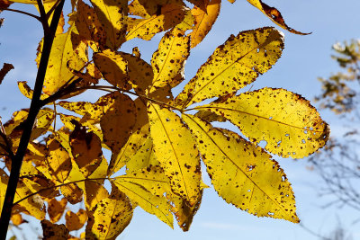 Fall Above