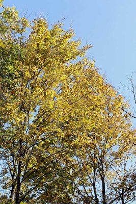 Golden Leaves